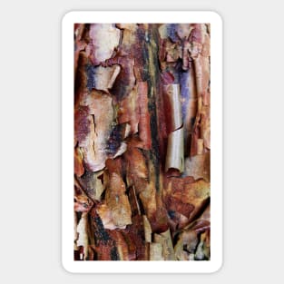 Natural Abstract (paperbark maple tree detail) Sticker